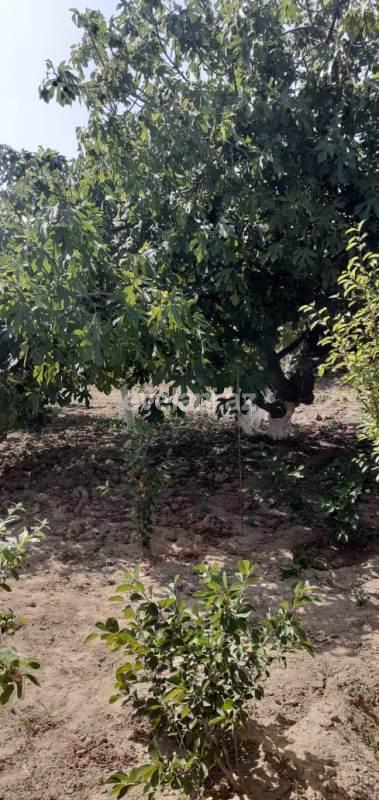 Satılır, villa, 4 otaqlı, 250 m², Görədil q.