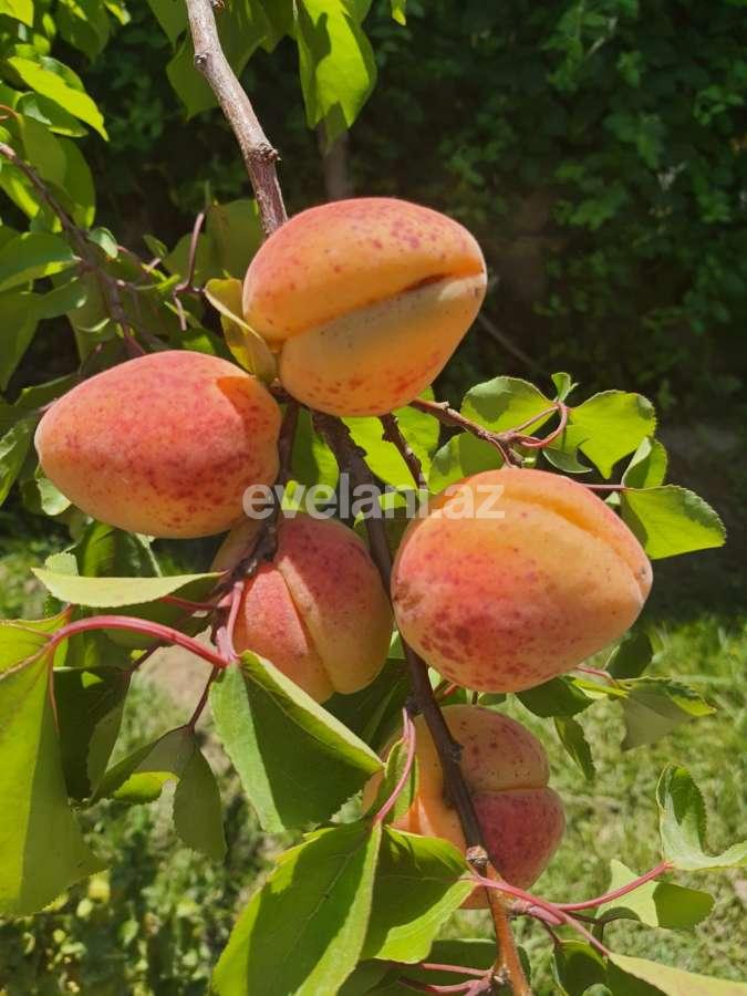 Satılır, həyət evi / bağ, 7 otaqlı, 220 m², Həzi Aslanov m.