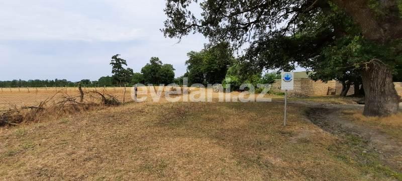 Satılır, torpaq, 500 sot, Xaçmaz