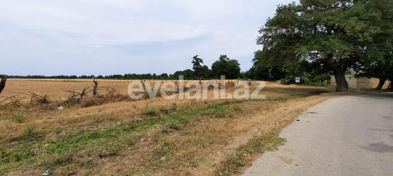 Satılır, torpaq, 500 sot, Xaçmaz