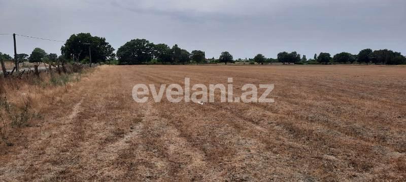 Satılır, torpaq, 500 sot, Xaçmaz