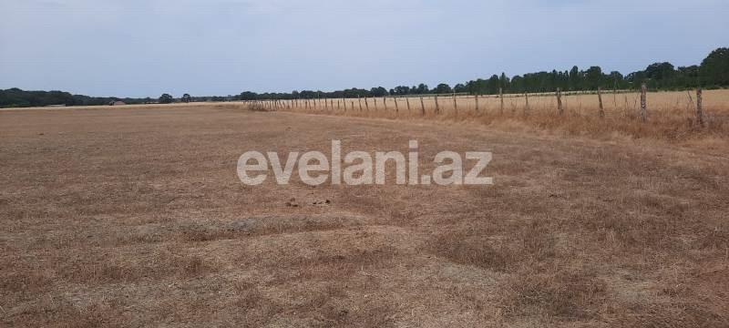 Satılır, torpaq, 500 sot, Xaçmaz