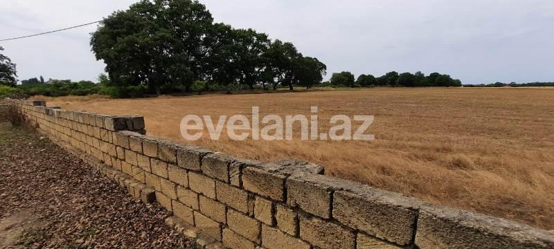 Satılır, torpaq, 500 sot, Xaçmaz