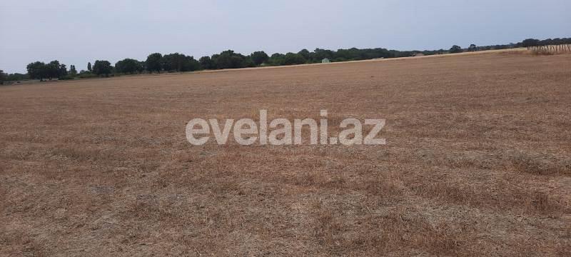 Satılır, torpaq, 500 sot, Xaçmaz