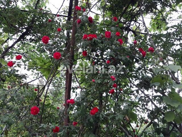 Satılır, həyət evi / bağ, 6 otaqlı, 220 m², Qaraçuxur q.