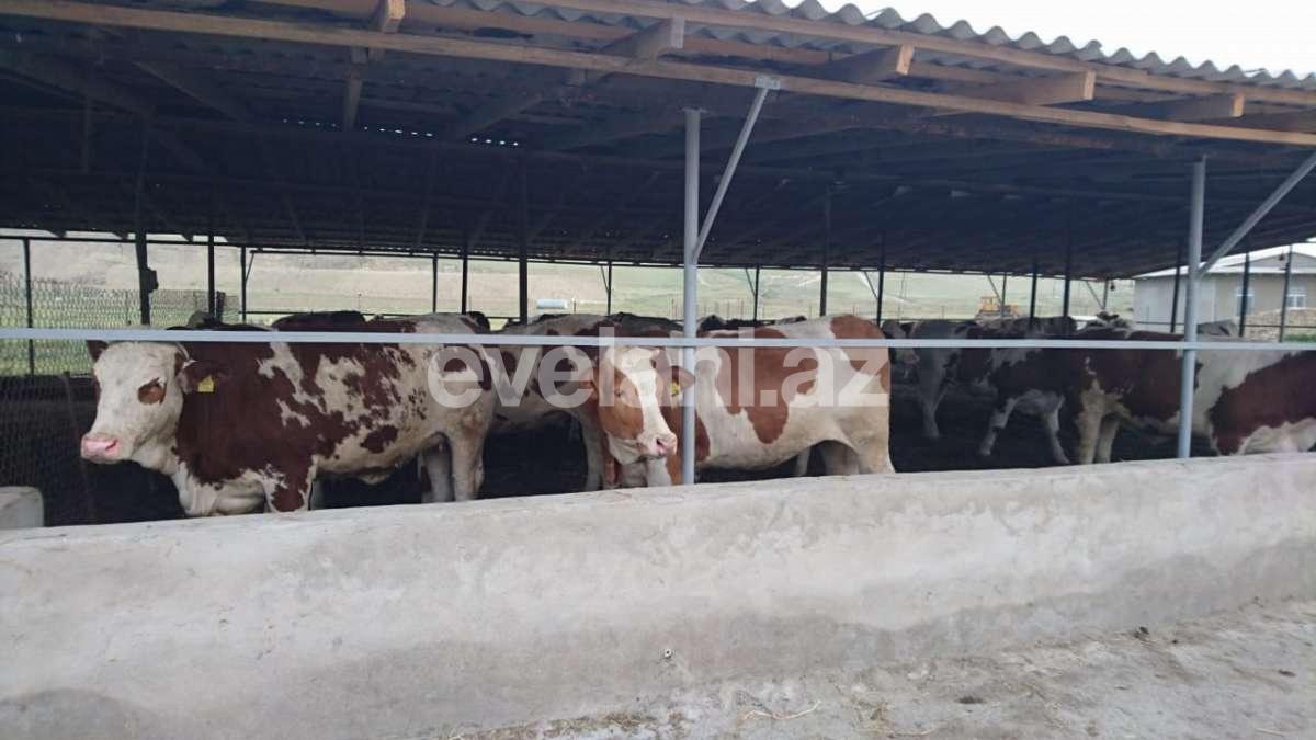 Satılır, torpaq, 200 sot, Novxanı q.