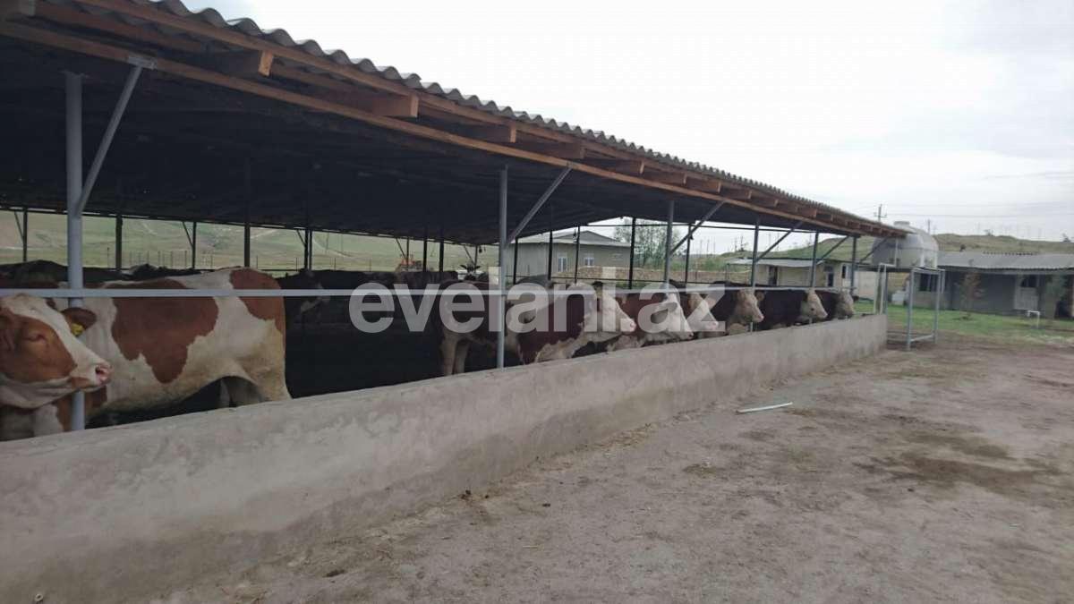 Satılır, torpaq, 200 sot, Novxanı q.