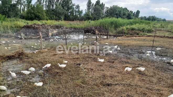 Satılır, torpaq, 200 sot, Qusar