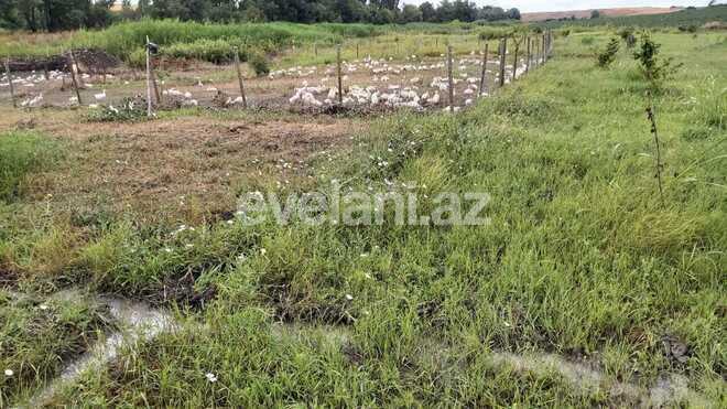 Satılır, torpaq, 200 sot, Qusar