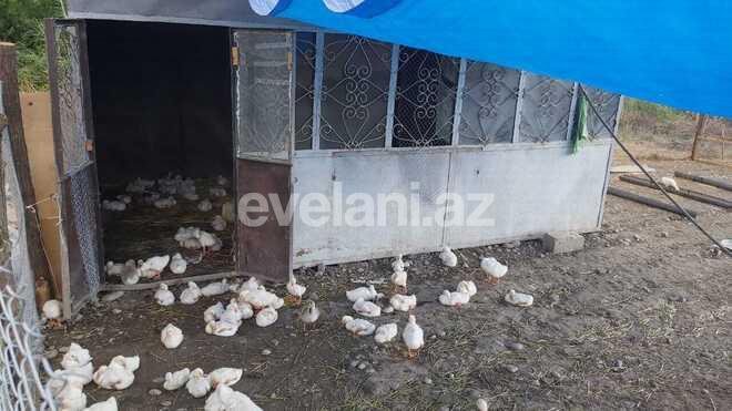 Satılır, torpaq, 200 sot, Qusar