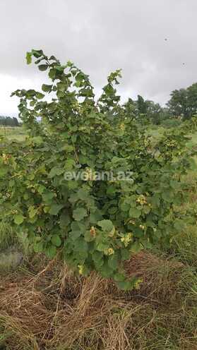 Satılır, torpaq, 200 sot, Qusar