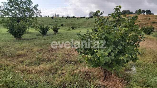 Satılır, torpaq, 200 sot, Qusar