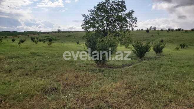 Satılır, torpaq, 200 sot, Qusar