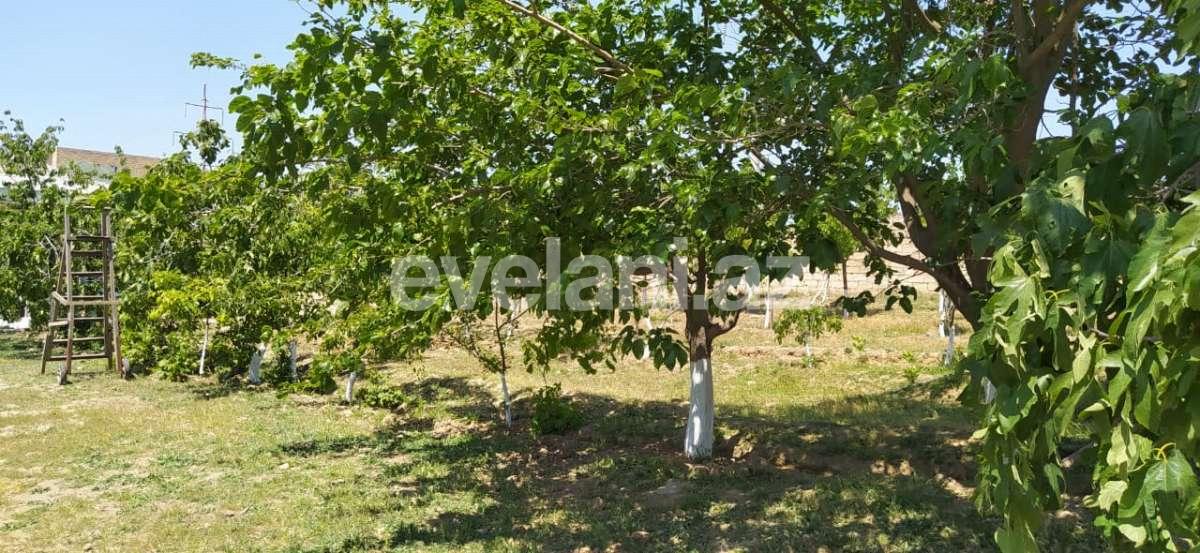 Satılır, torpaq, 100 sot, Saray q.