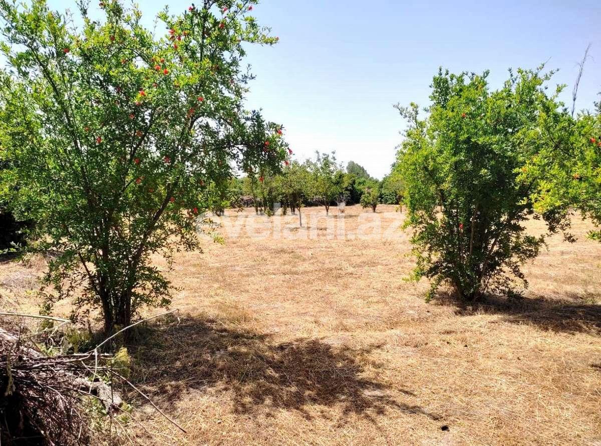 Satılır, torpaq, 28 sot, Göyçay