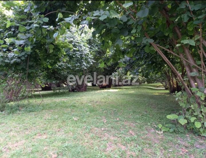 Satılır, torpaq, 150 sot, Qəbələ