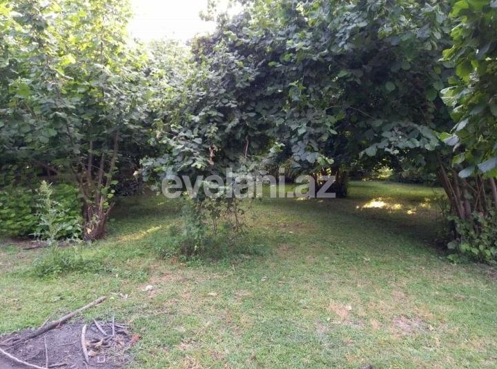 Satılır, torpaq, 150 sot, Qəbələ