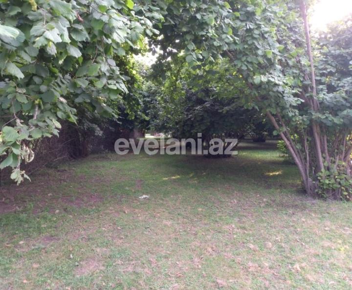 Satılır, torpaq, 150 sot, Qəbələ