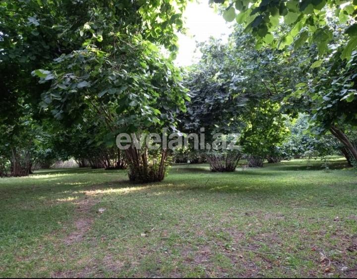 Satılır, torpaq, 150 sot, Qəbələ