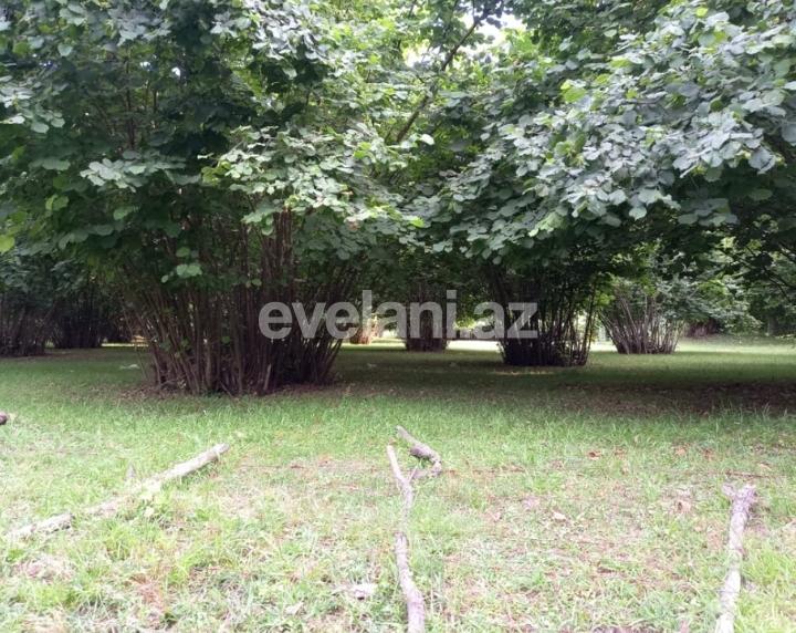 Satılır, torpaq, 150 sot, Qəbələ