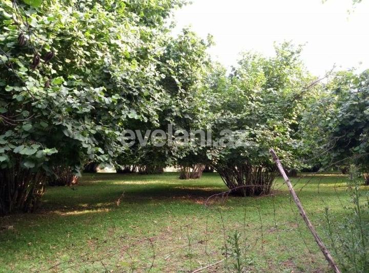 Satılır, torpaq, 150 sot, Qəbələ