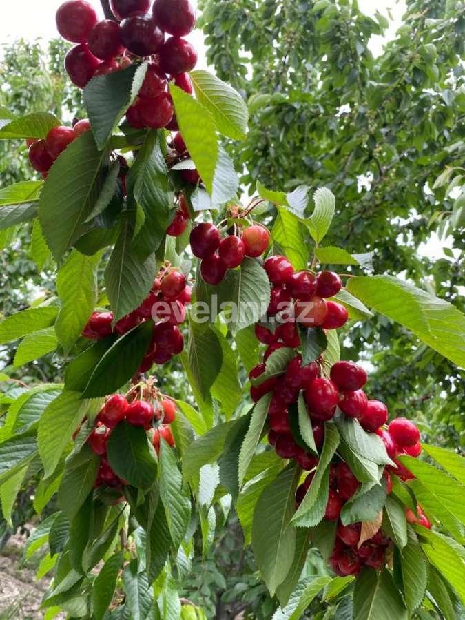 Satılır, torpaq, 300 sot, Quba