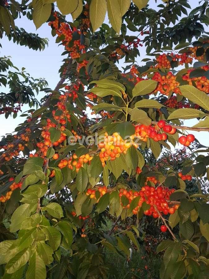 Satılır, torpaq, 300 sot, Quba