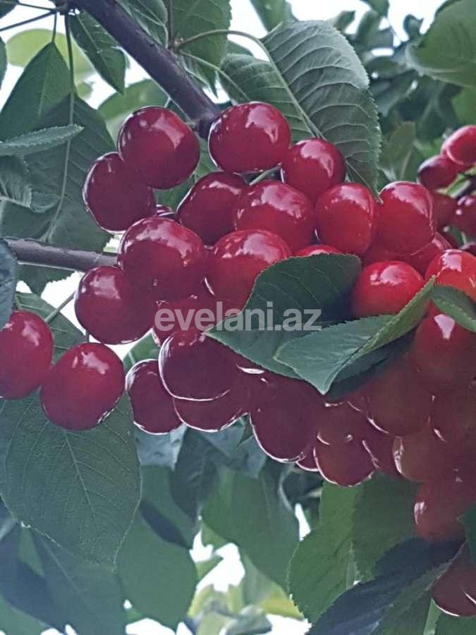 Satılır, torpaq, 300 sot, Quba