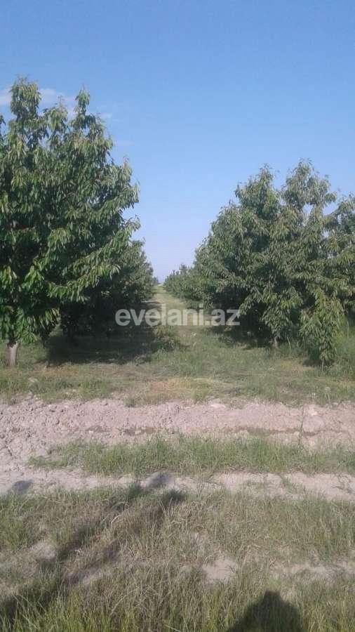 Satılır, torpaq, 300 sot, Quba