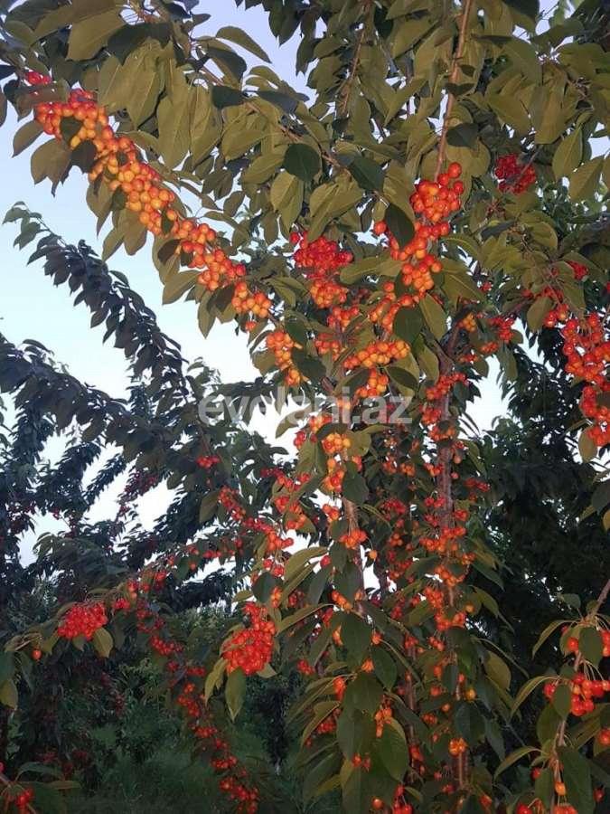 Satılır, torpaq, 300 sot, Quba