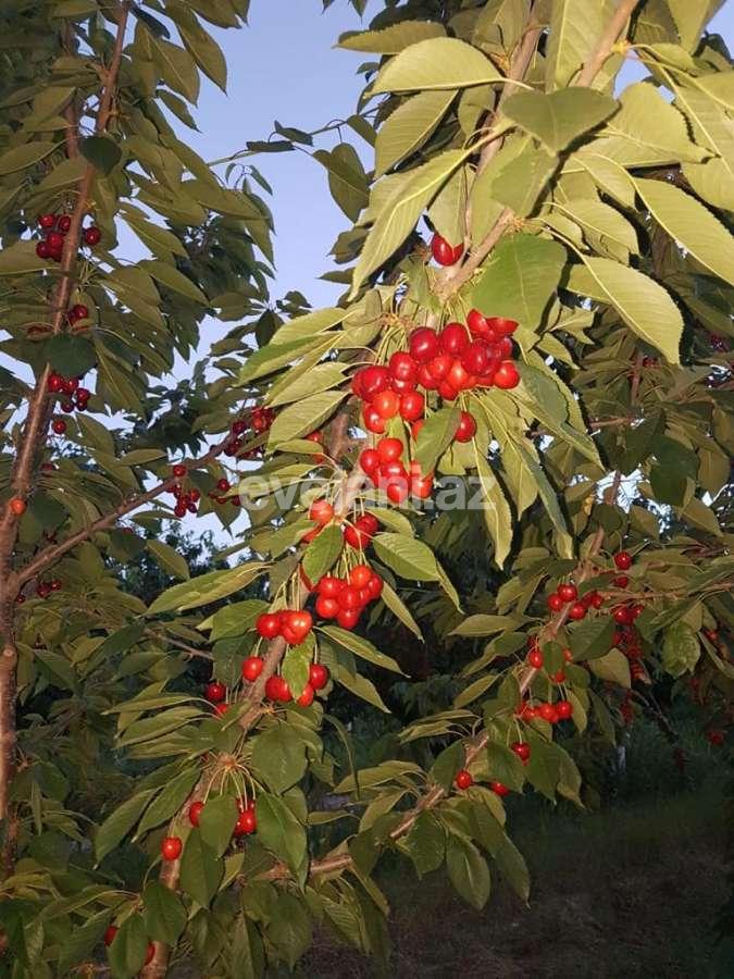 Satılır, torpaq, 300 sot, Quba