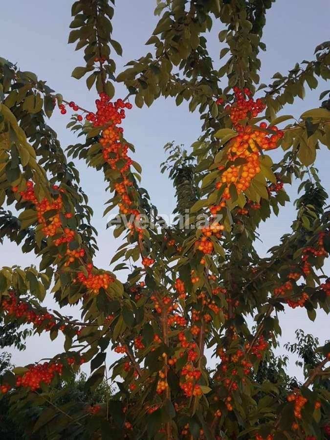 Satılır, torpaq, 300 sot, Quba