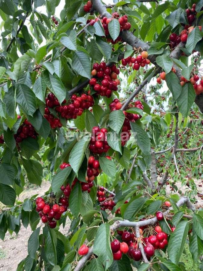 Satılır, torpaq, 300 sot, Quba