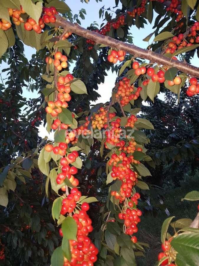 Satılır, torpaq, 300 sot, Quba