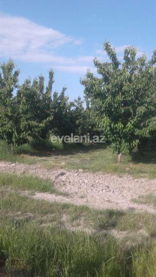 Satılır, torpaq, 300 sot, Quba