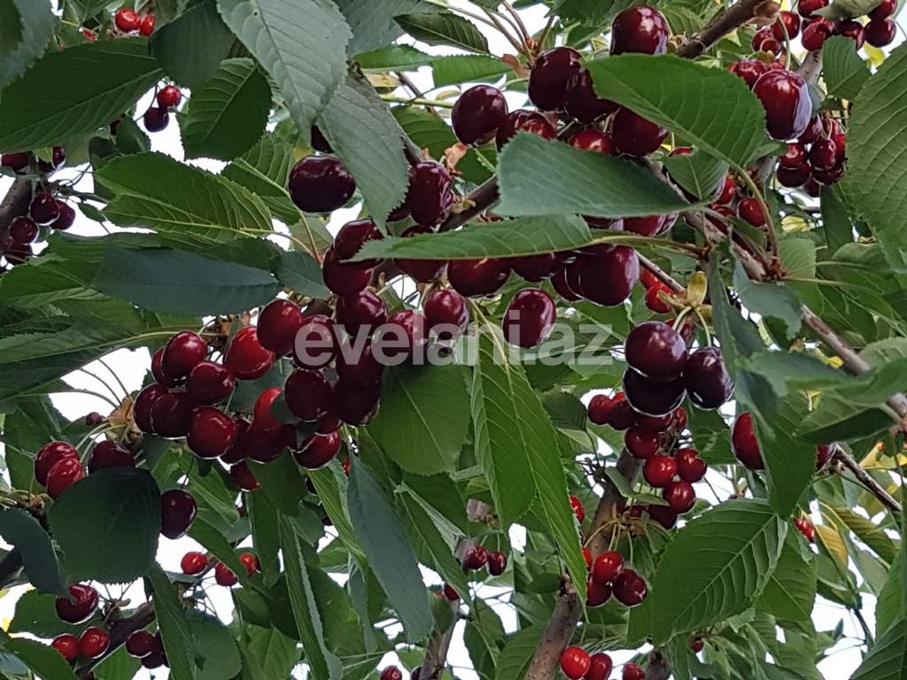 Satılır, torpaq, 300 sot, Quba