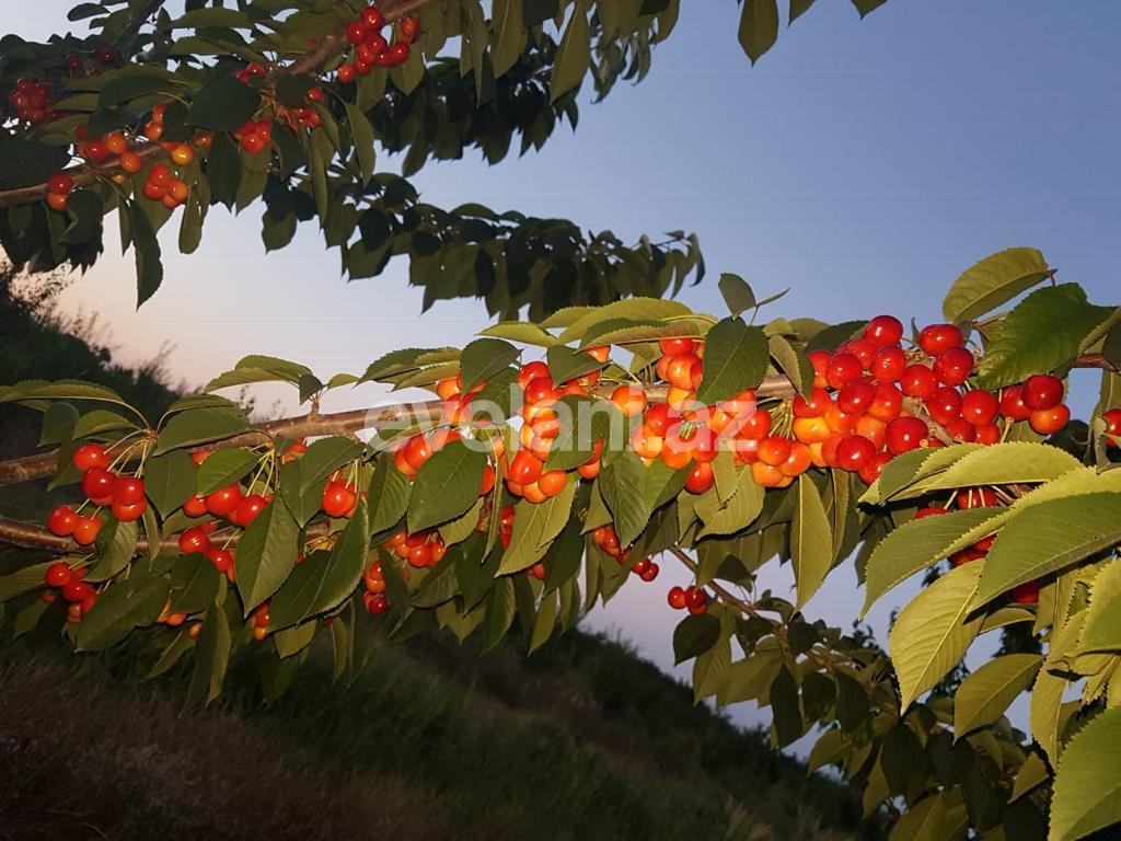 Satılır, torpaq, 300 sot, Quba