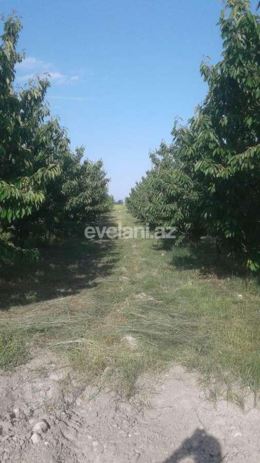 Satılır, torpaq, 300 sot, Quba