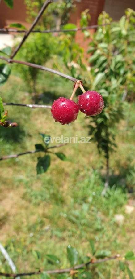 Sale, villa, 6 room, 430 m², Badamdar d.