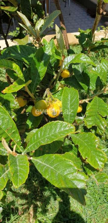 Sale, villa, 6 room, 430 m², Badamdar d.