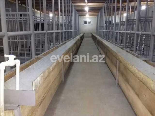 Satılır, obyekt, 160 m², Şamaxı