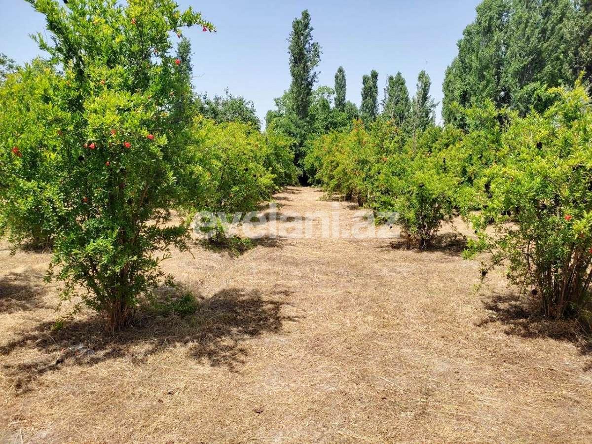 Satılır, torpaq, 28 sot, Göyçay