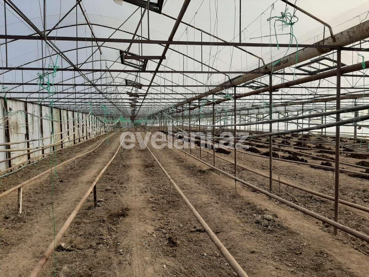 Satılır, torpaq, 50 sot, Şəmkir