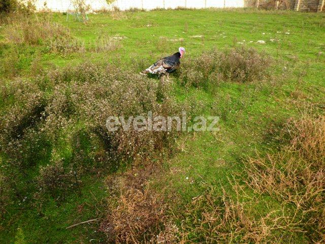 Продаётся, участок, 1500 сот, Хазарский r.