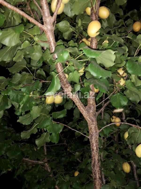 Satılır, həyət evi / bağ, 6 otaqlı, 220 m², Şağan q.