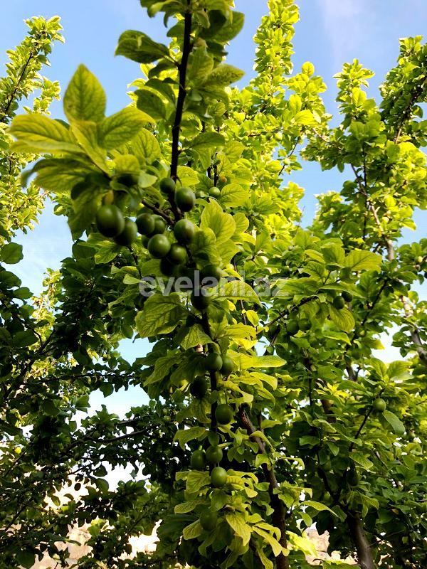 Satılır, həyət evi / bağ, 6 otaqlı, 220 m², Şağan q.