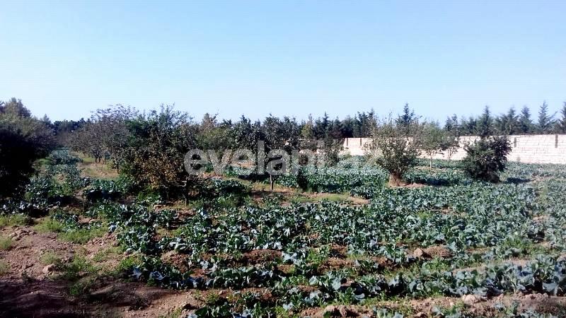 Sale, land, 146 ar, Sabunchu r.