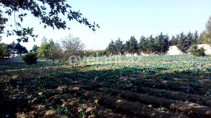 Sale, land, 146 ar, Sabunchu r.