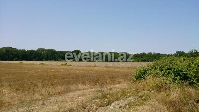 Satılır, torpaq, 1200 sot, Xaçmaz