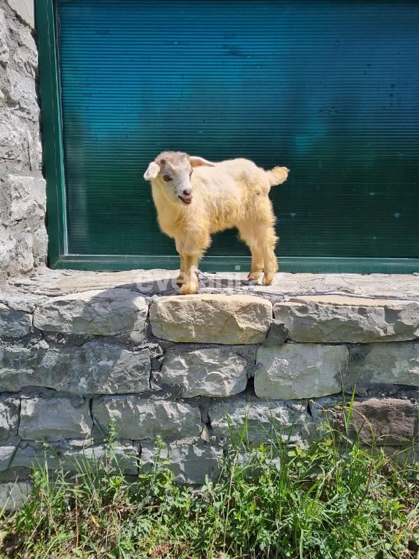 Satılır, obyekt, 600 m², İsmayıllı